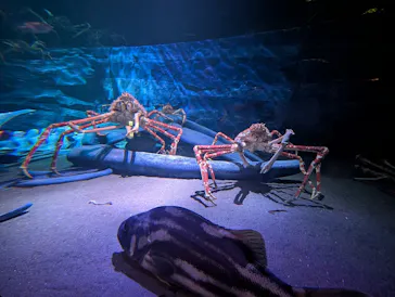 竹島水族館に投稿された画像（2026/5/31）