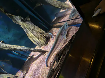 新江ノ島水族館に投稿された画像（2026/5/31）