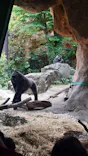 恩賜上野動物園に投稿された画像（2026/5/31）