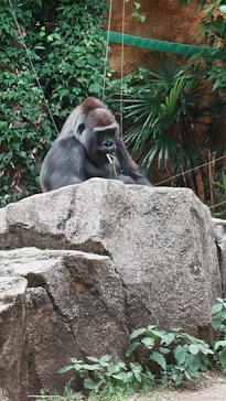 恩賜上野動物園に投稿された画像（2026/5/31）