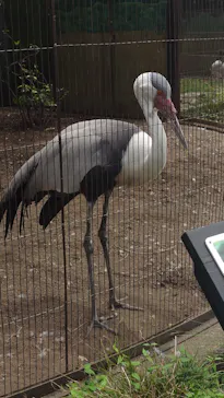 恩賜上野動物園に投稿された画像（2026/5/31）