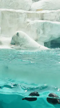 恩賜上野動物園に投稿された画像（2026/5/31）