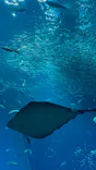 アクアワールド茨城県大洗水族館に投稿された画像（2026/5/31）