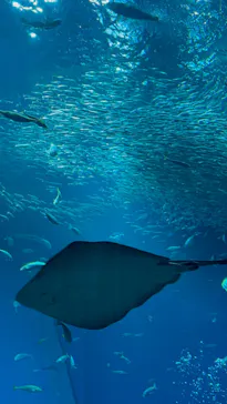 アクアワールド茨城県大洗水族館に投稿された画像（2026/5/31）