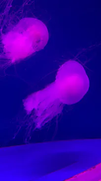 アクアワールド茨城県大洗水族館に投稿された画像（2026/5/31）