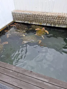 串本海中公園水族館に投稿された画像（2026/5/31）