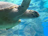名古屋港水族館に投稿された画像（2026/5/31）