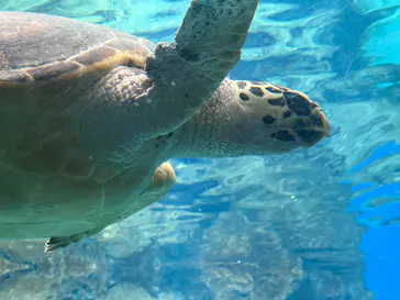 名古屋港水族館に投稿された画像（2026/5/31）