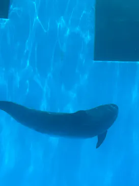 名古屋港水族館に投稿された画像（2026/5/31）