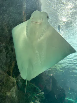 名古屋港水族館に投稿された画像（2026/5/31）