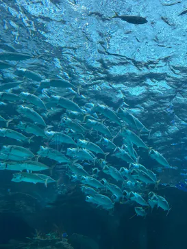 名古屋港水族館に投稿された画像（2026/5/31）