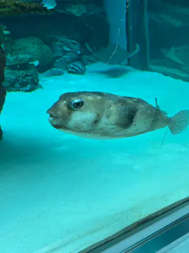名古屋港水族館に投稿された画像（2026/5/31）
