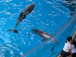 新江ノ島水族館に投稿された画像（2026/5/31）