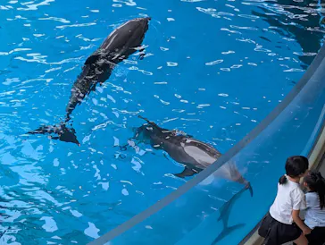 新江ノ島水族館に投稿された画像（2026/5/31）