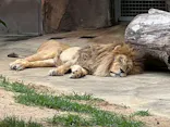 天王寺動物園に投稿された画像（2026/5/31）