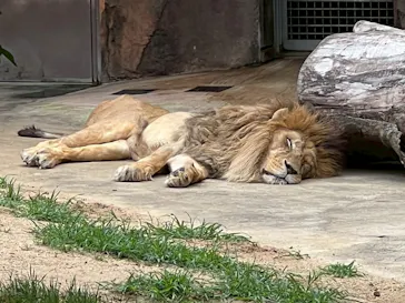 天王寺動物園に投稿された画像（2026/5/31）