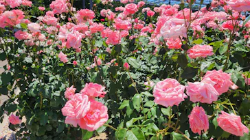万博記念公園に投稿された画像（2026/5/31）