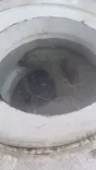 しながわ水族館に投稿された画像（2026/5/31）
