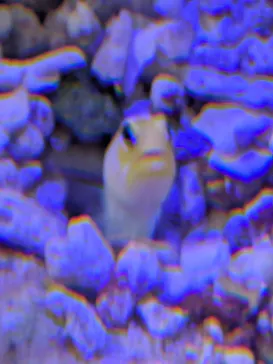 竹島水族館に投稿された画像（2026/5/31）
