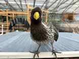 掛川花鳥園に投稿された画像（2026/5/31）