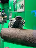大絶滅展ー生命史のビッグファイブ（名古屋会場）に投稿された画像（2026/6/1）
