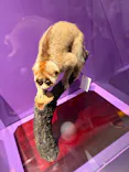 特別展「超危険生物展　科学で挑む生き物の本気」に投稿された画像（2026/6/1）