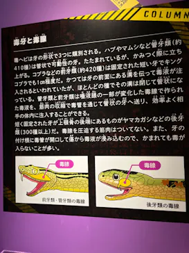 特別展「超危険生物展　科学で挑む生き物の本気」に投稿された画像（2026/5/31）