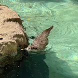 千葉市動物公園に投稿された画像（2026/6/1）