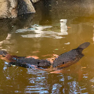 千葉市動物公園に投稿された画像（2026/5/31）