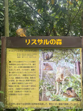 石垣やいま村に投稿された画像（2026/5/31）