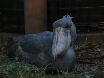恩賜上野動物園に投稿された画像（2026/6/1）