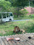 多摩動物公園 ライオンバス乗車券に投稿された画像（2026/6/1）