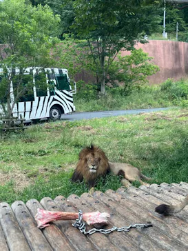 多摩動物公園 ライオンバス乗車券に投稿された画像（2026/6/1）