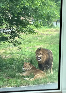 多摩動物公園 ライオンバス乗車券に投稿された画像（2026/6/1）