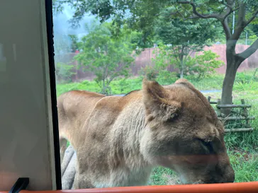 多摩動物公園 ライオンバス乗車券に投稿された画像（2026/6/1）