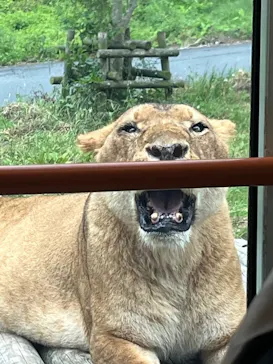多摩動物公園 ライオンバス乗車券に投稿された画像（2026/6/1）