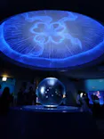 新江ノ島水族館に投稿された画像（2026/6/1）
