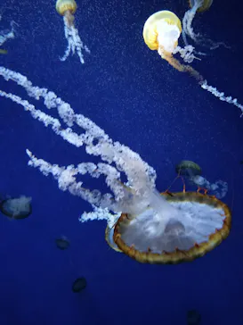 新江ノ島水族館に投稿された画像（2026/6/1）