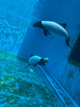 仙台うみの杜水族館に投稿された画像（2026/6/1）