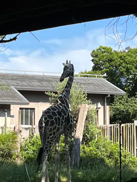 天王寺動物園に投稿された画像（2026/6/1）