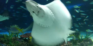 サンシャイン水族館に投稿された画像（2026/6/1）