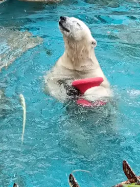 天王寺動物園に投稿された画像（2026/6/1）
