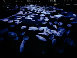 すみだ水族館に投稿された画像（2026/6/1）