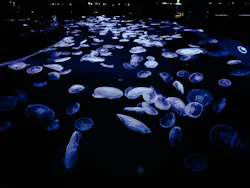 すみだ水族館に投稿された画像（2026/6/1）