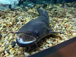 滋賀県立琵琶湖博物館に投稿された画像（2026/6/1）