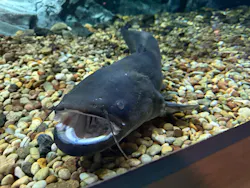 滋賀県立琵琶湖博物館に投稿された画像（2026/6/1）