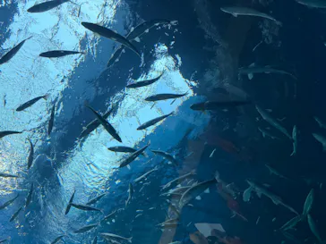 滋賀県立琵琶湖博物館に投稿された画像（2026/6/1）