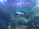 しながわ水族館に投稿された画像（2026/6/1）