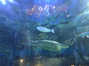 しながわ水族館に投稿された画像（2026/6/1）