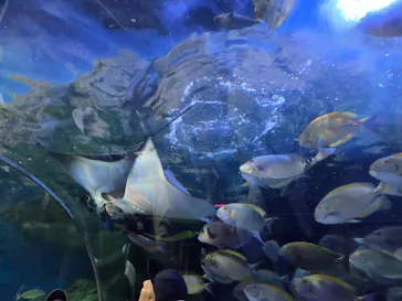 しながわ水族館に投稿された画像（2026/6/1）